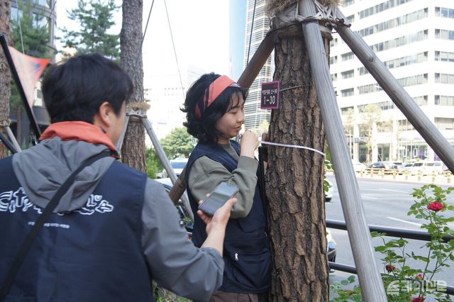 시티트리클럽 워크숍 참가자가 나무의 둘레를 재고 있다. ⓒ투데이신문