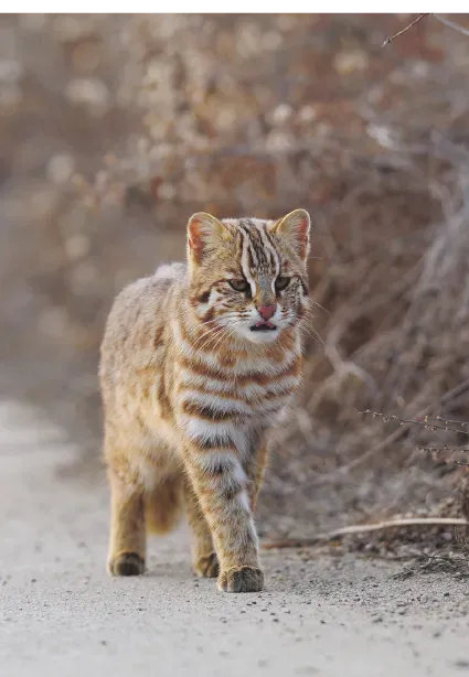 bte4823f47cc46f264a065a43aba1b8c9a