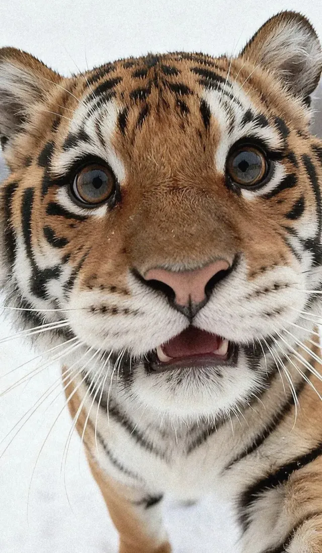 bte566804effa56ae28557732dec2995ef