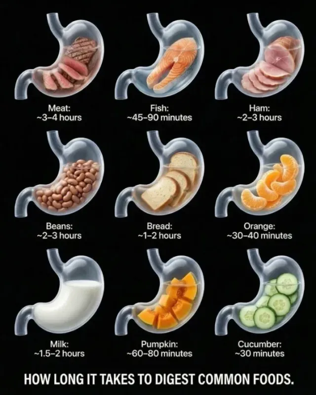 음식별 평균 소화 시간