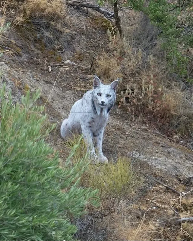 오늘자 세계 최초로 공개 된 동물