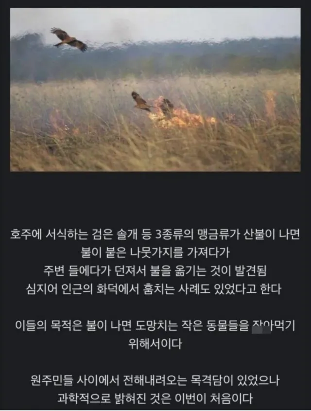 방화범 레전드