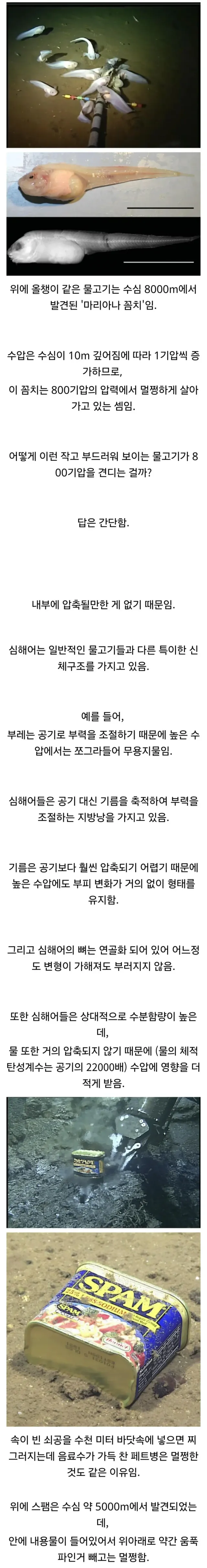 심해어가 수압을 견딜 수 있는 이유