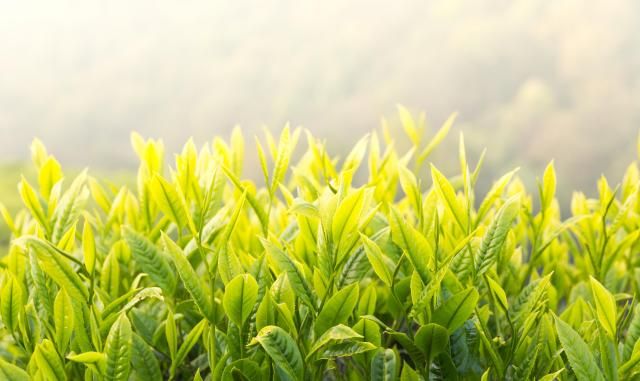 인도의 다르질링 티 잎 사진게티이미지