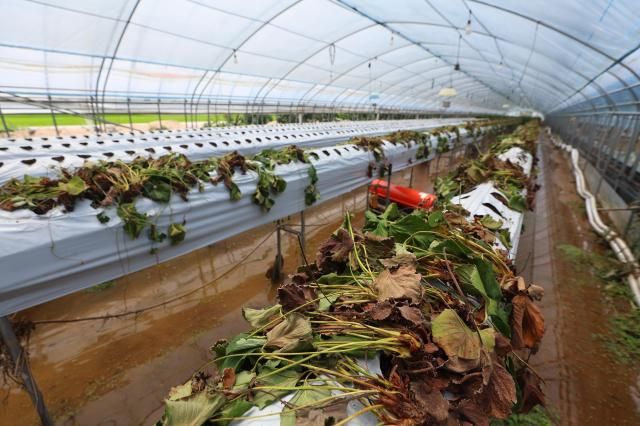 【图片来源 韩联社】