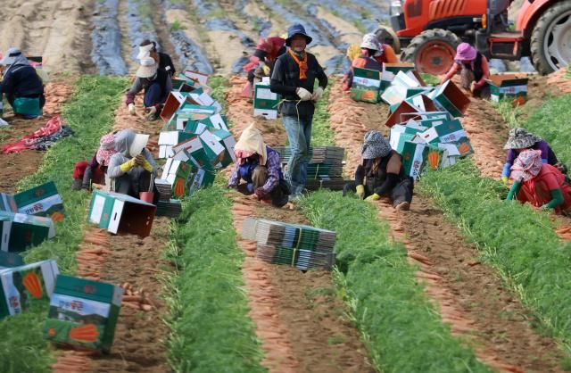 秋分日（23日），在江原道平昌郡大关岭的一片高冷地胡萝卜田里，农民与外籍劳动者正在一起收获胡萝卜。【图片来源 韩联社】