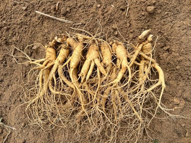 【图片提供 KGC人参公社】