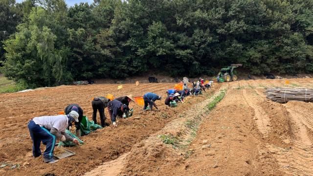 【图片提供 KGC人参公社】