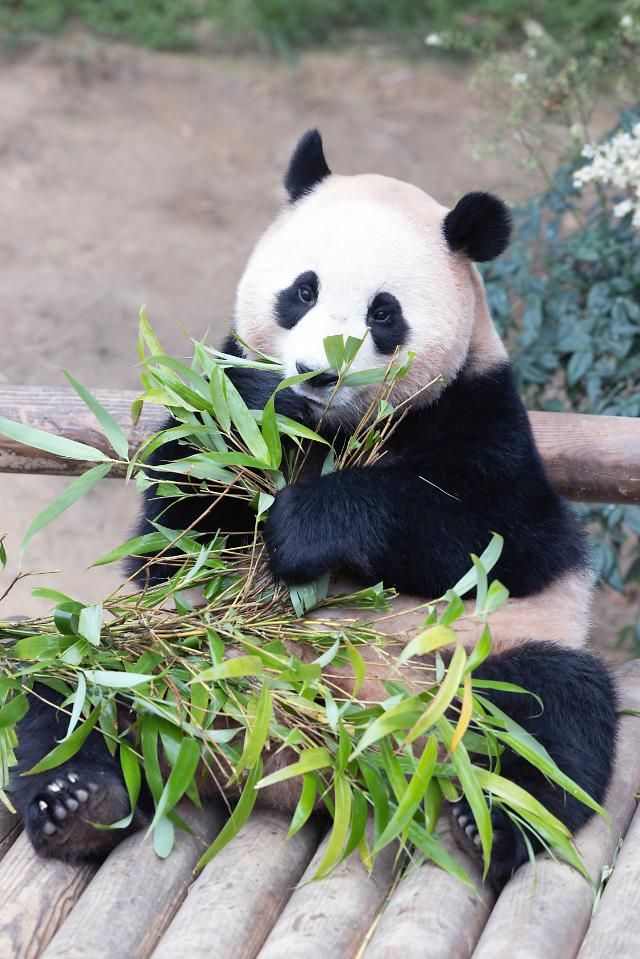 30일 오후 경기도 용인시 에버랜드에서 아기 판다 푸바오가 대나무를 먹고 있다 20230630사진유대길 기자 dbeorlf123ajunewscom