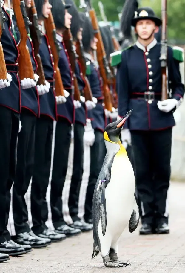 노르웨이 왕실 근위대장으로 50년을 대를 이어오는 장군 | mbong.kr 엠봉