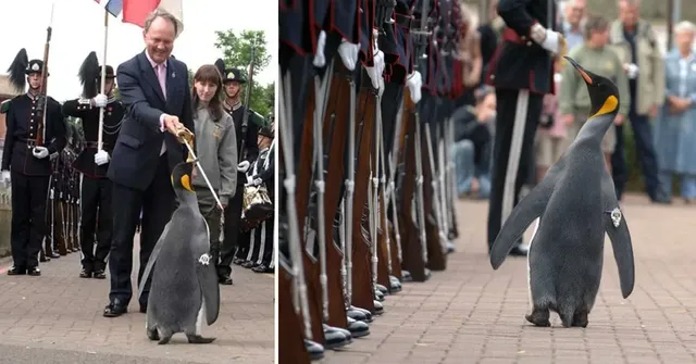 노르웨이 왕실 근위대장으로 50년을 대를 이어오는 장군 | mbong.kr 엠봉