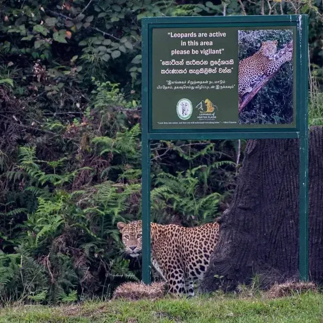 신뢰도 100%인 표범 출몰 주의 간판 | mbong.kr 엠봉