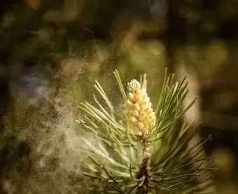 매년 4월~5월 네이버에 꽃가루지수 검색해야하는 이유 | mbong.kr 엠봉