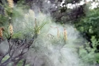 매년 4월~5월 네이버에 꽃가루지수 검색해야하는 이유 | mbong.kr 엠봉