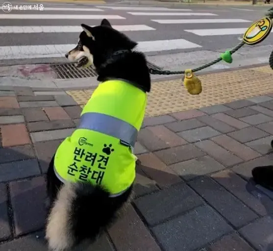 반려견 순찰대 제도 | mbong.kr 엠봉