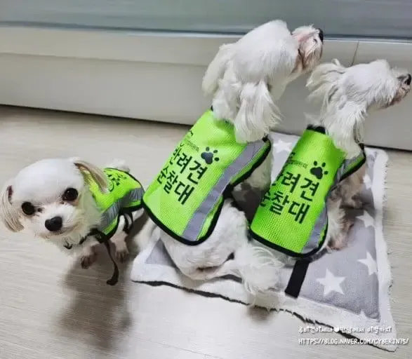 반려견 순찰대 제도 | mbong.kr 엠봉