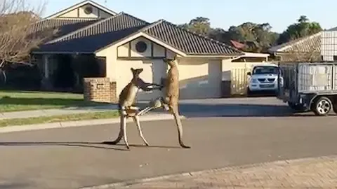 과연 호주는 어떤곳일까? | mbong.kr 엠봉