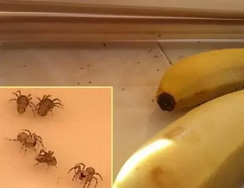 과연 호주는 어떤곳일까? | mbong.kr 엠봉