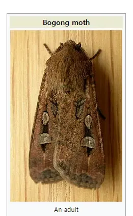 과연 호주는 어떤곳일까? | mbong.kr 엠봉