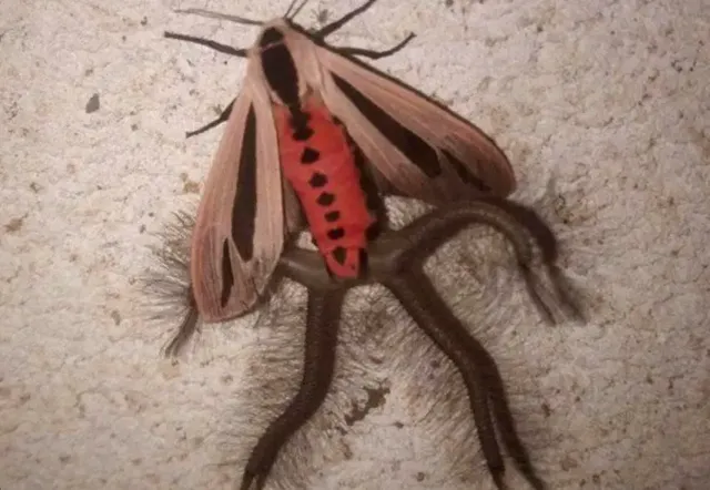 과연 호주는 어떤곳일까? | mbong.kr 엠봉