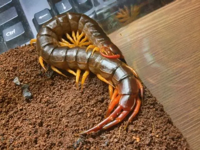 과연 호주는 어떤곳일까? | mbong.kr 엠봉