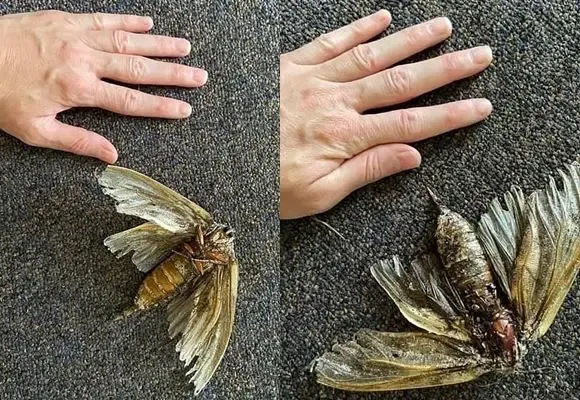 과연 호주는 어떤곳일까? | mbong.kr 엠봉