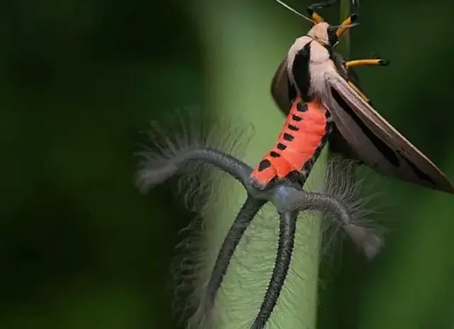 과연 호주는 어떤곳일까? | mbong.kr 엠봉