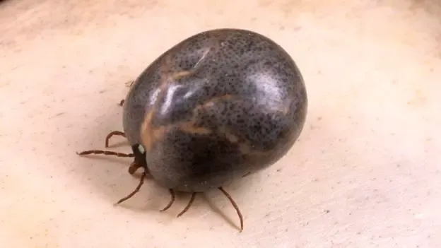 과연 호주는 어떤곳일까? | mbong.kr 엠봉