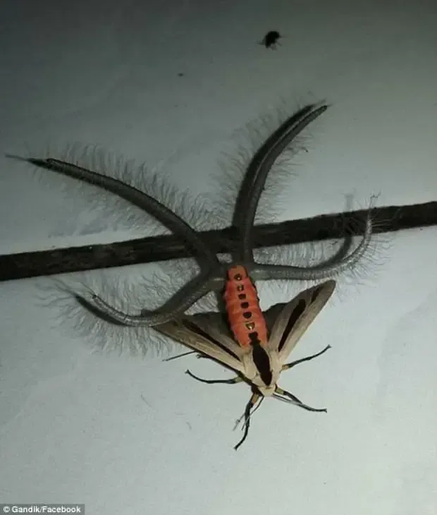 과연 호주는 어���곳일까? | mbong.kr 엠봉