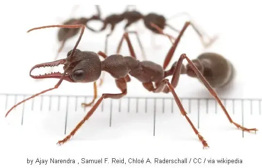 과연 호주는 어떤곳일까? | mbong.kr 엠봉