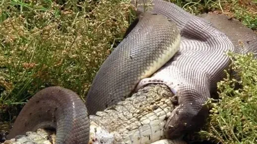 과연 호주는 어떤곳일까? | mbong.kr 엠봉