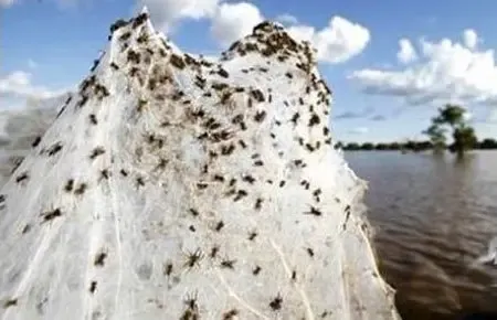 과연 호주는 어떤곳일까? | mbong.kr 엠봉