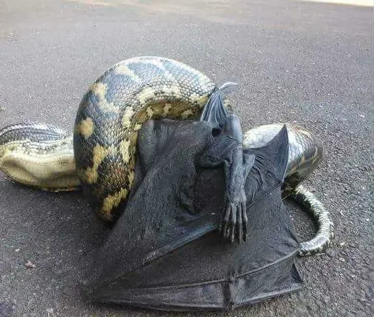 과연 호주는 어떤곳일까? | mbong.kr 엠봉