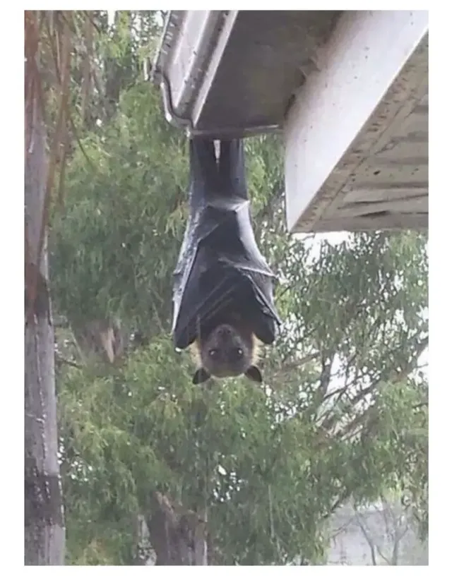 과연 호주는 어떤곳일까? | mbong.kr 엠봉