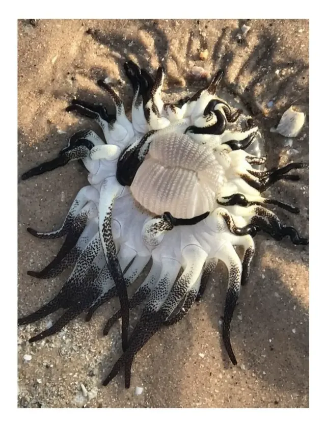 과연 호주는 어떤곳일까? | mbong.kr 엠봉