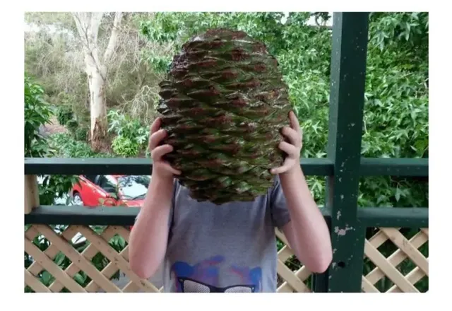 과연 호주는 어떤곳일까? | mbong.kr 엠봉