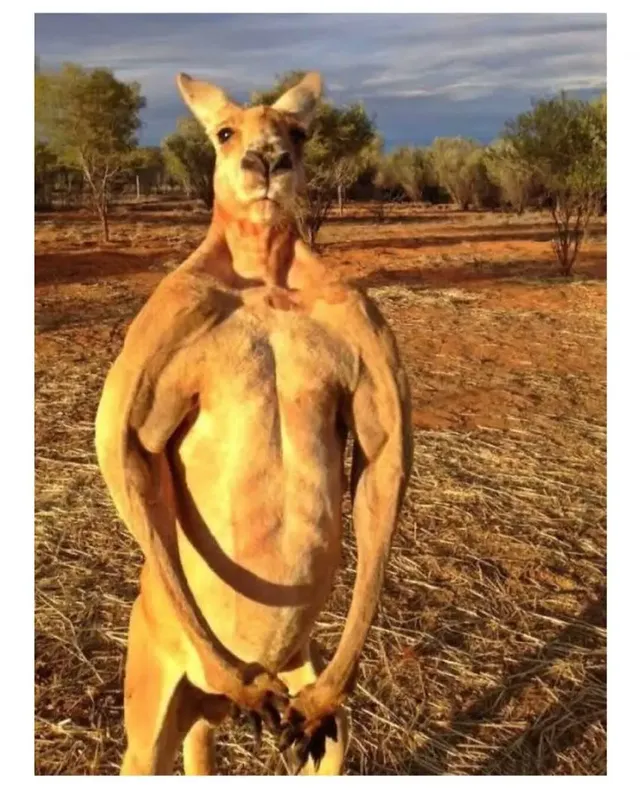 과연 호주는 어떤곳일까? | mbong.kr 엠봉