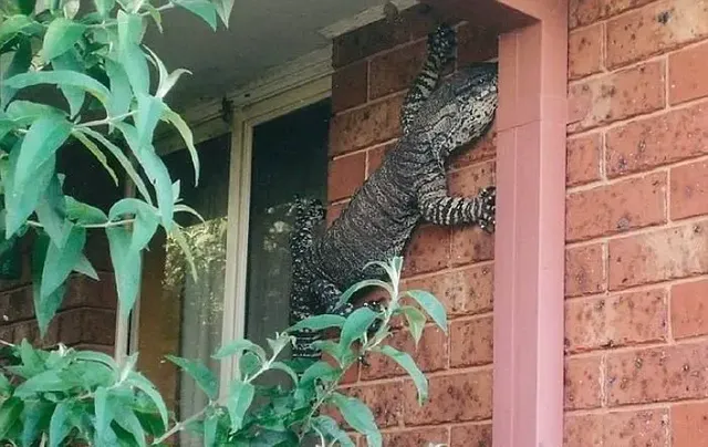 과연 호주는 어떤곳일까? | mbong.kr 엠봉