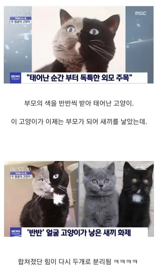 반반 털색깔을 가진 고양이의 근황 | mbong.kr 엠봉