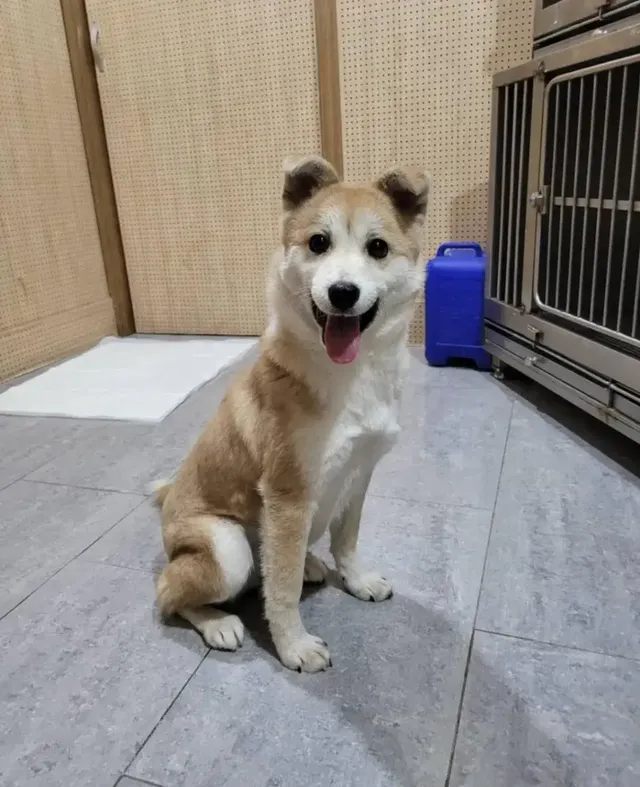 싱글벙글 유기견 표정변화 | mbong.kr 엠봉