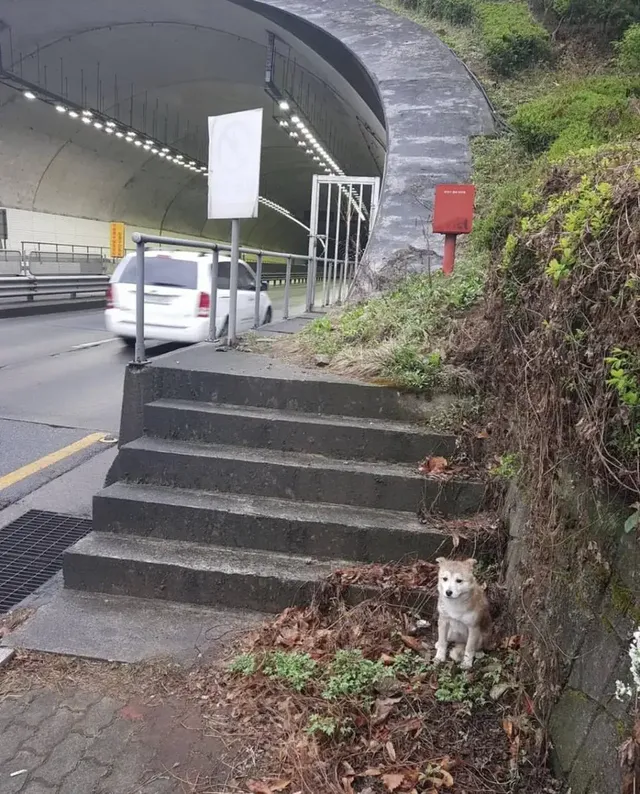 싱글벙글 유기견 표정변화 | mbong.kr 엠봉