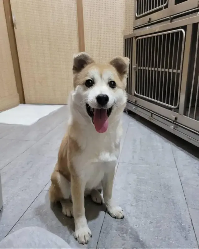 싱글벙글 유기견 표정변화 | mbong.kr 엠봉