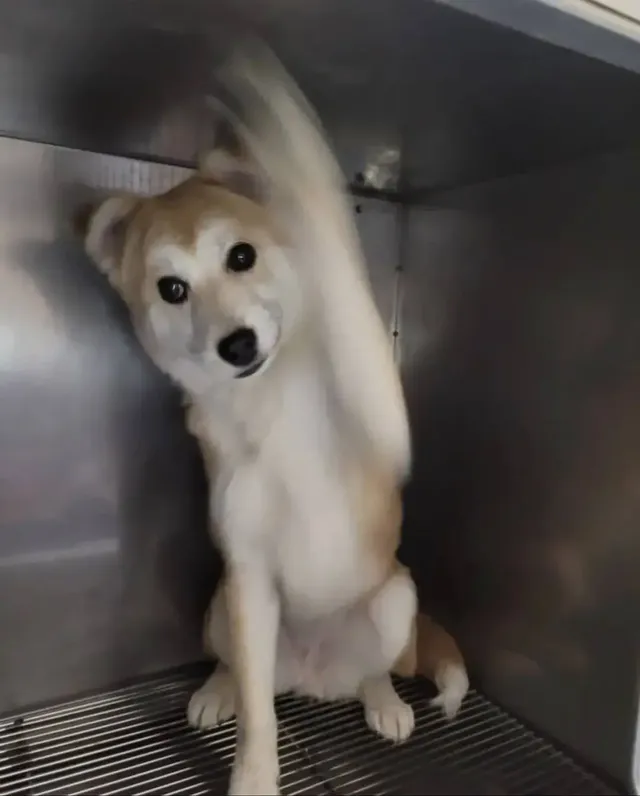 싱글벙글 유기견 표정변화 | mbong.kr 엠봉