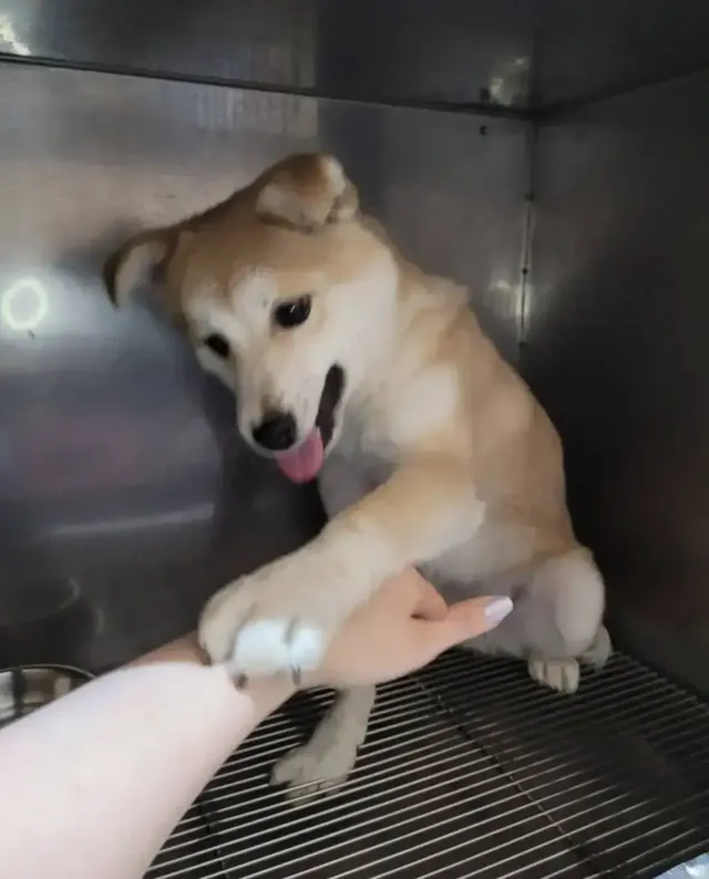 싱글벙글 유기견 표정변화 | mbong.kr 엠봉