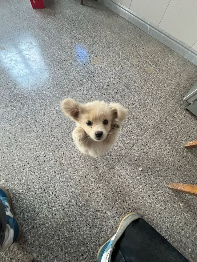 망토 달고 싶은 강아지.jpg | mbong.kr 엠봉