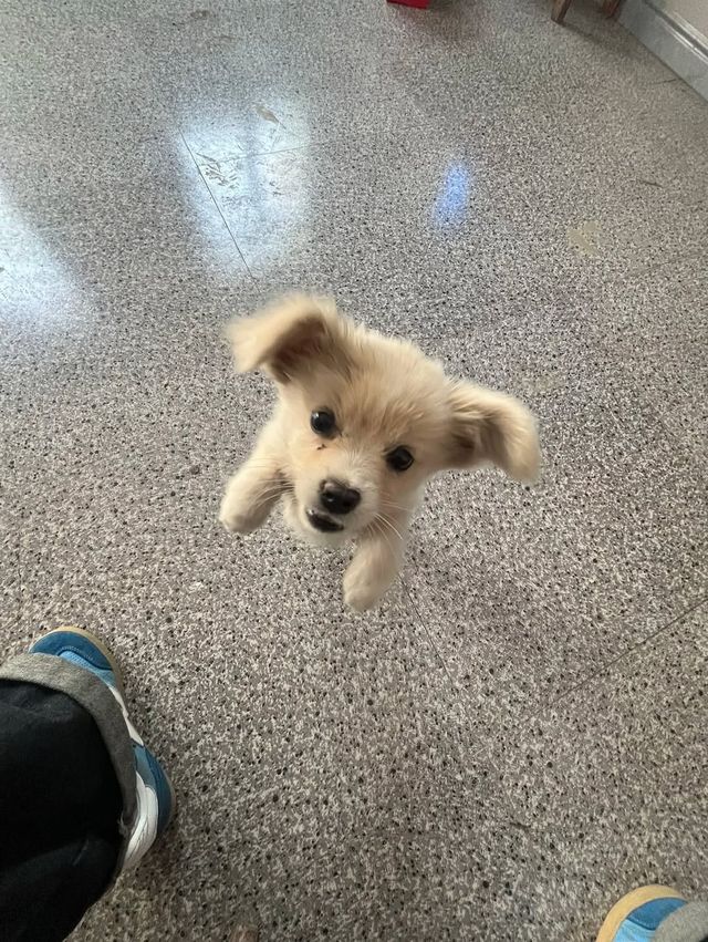 망토 달고 싶은 강아지.jpg | mbong.kr 엠봉