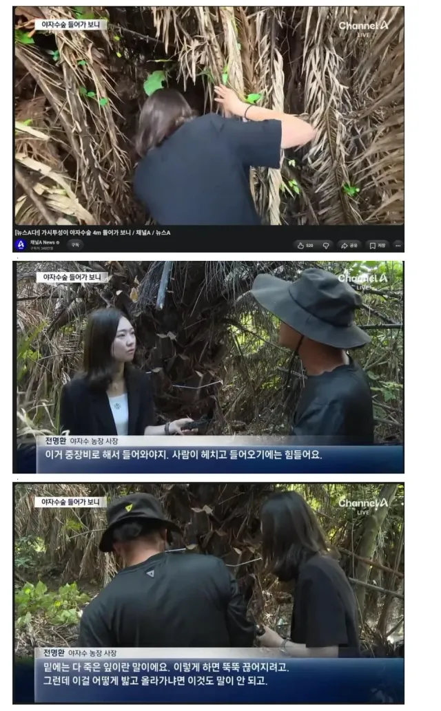 야자수.png