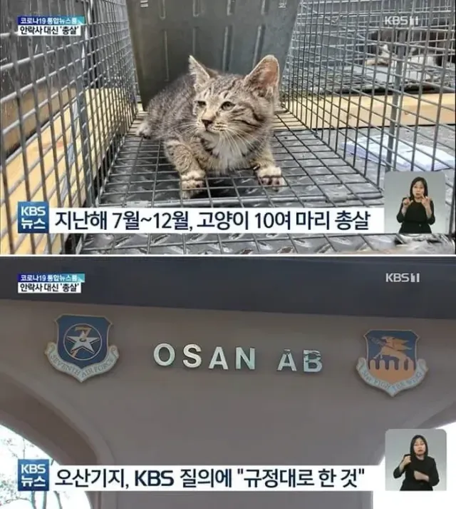 미군부대 길 고양이
