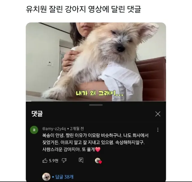 유치원 잘린 강아지 위로하는 댓글