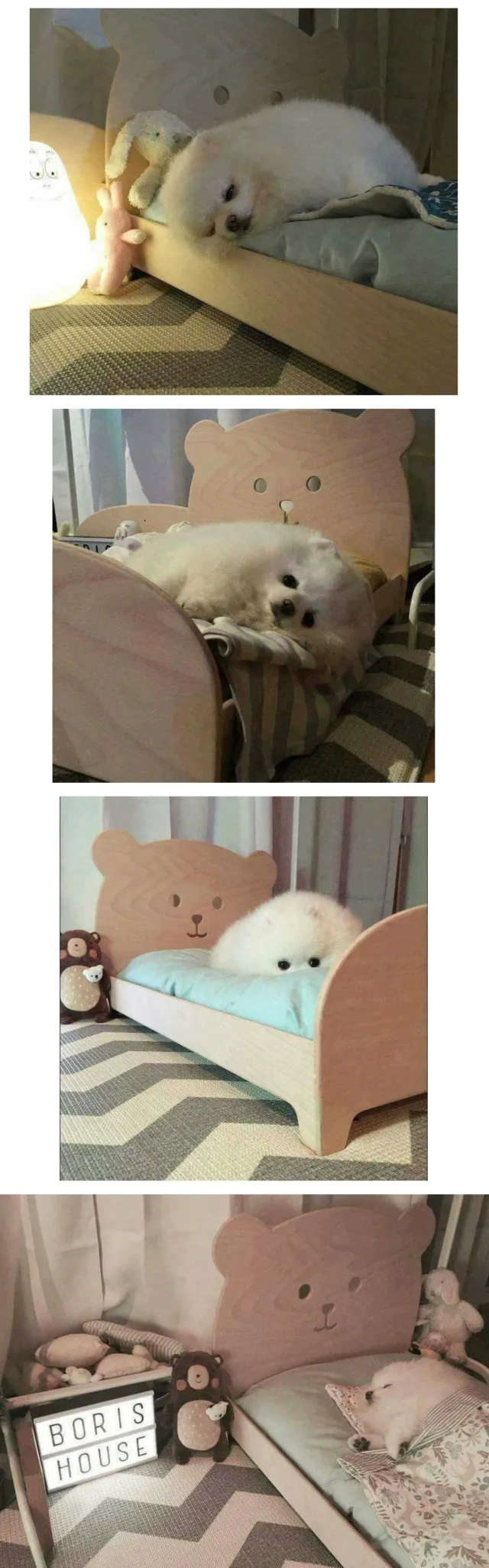 강아지에게 침대를 사줬더니...jpg